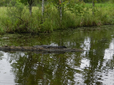 Alligator slikker solskin på en træstamme