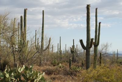 Saguaro kaktus i det sydlige Arizona