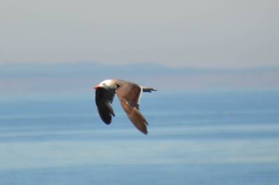 Heermans Seagull flyng over The Salish Sea