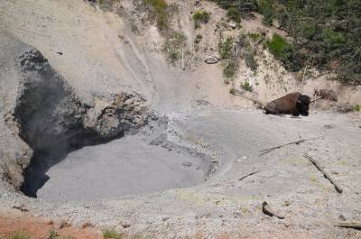 Bison enjoys the sulfuric stench