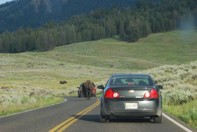 Bison på vejen i Lamar Valley