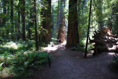 Even Tim looks small between the redwoods.