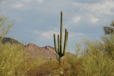 Saguaro Cactus in southern Arizona