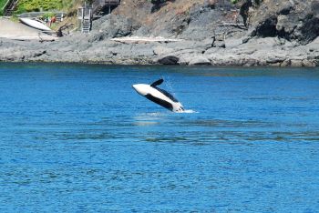 Breaching orca near the coast.
