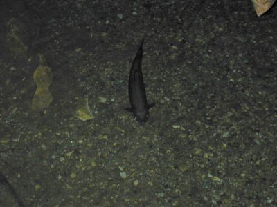 TGorut inside Linville Cavern