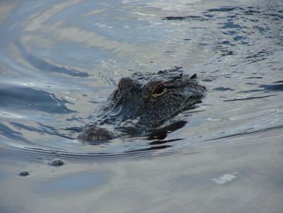 Gator in the swamp, close up