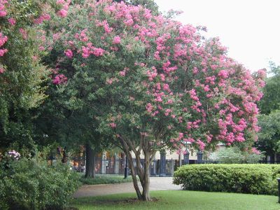 A pretty tree at a rest area somewhere in Arkansas