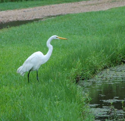 Great white egret at the roadside.