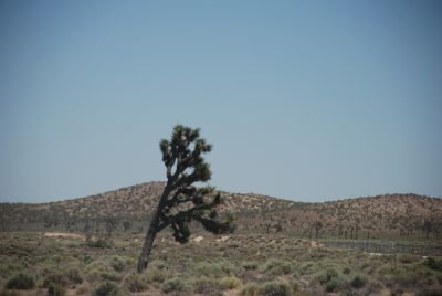 Joshuatræ i Mojaveørkenen
