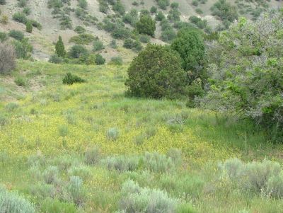 In the mountains, near Soldier Summit, the desert had been replaced by flowery meadows.