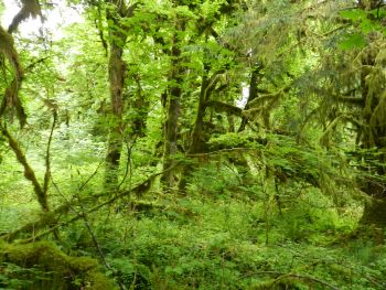 Hoh Rain Forest