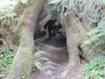 Tree growing on a now completely decayed nurse log.