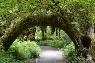 From Hall of Mosses in Hoh Rainforest