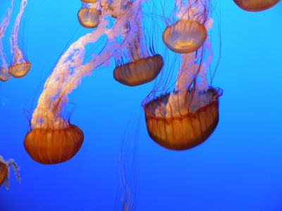 Jelleyfish in Monterey Bay Aquarium