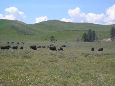 Bisons in Hayden Valley