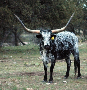 Texas Longhorn, but not one I saw.
