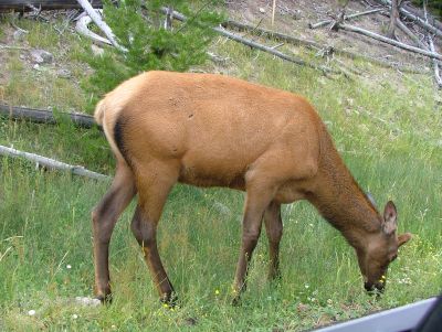 Mule deer at the roadside in Yellowstone NP resulted in ripped shorts